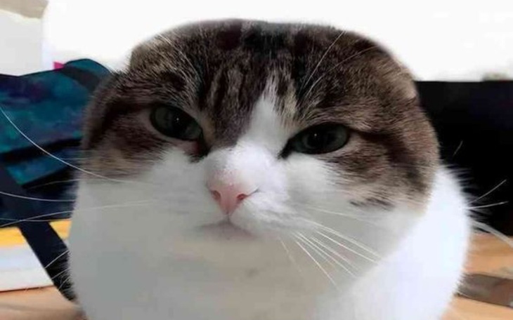 Zbiórka na bluze dla chojnasa - zdjęcie główne