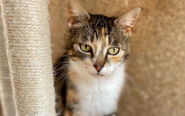 Zbiórka Dla Bajki na sterylizację - zdjęcie główne