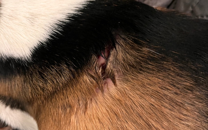 Zbiórka Na szycie rany pieska - zdjęcie główne