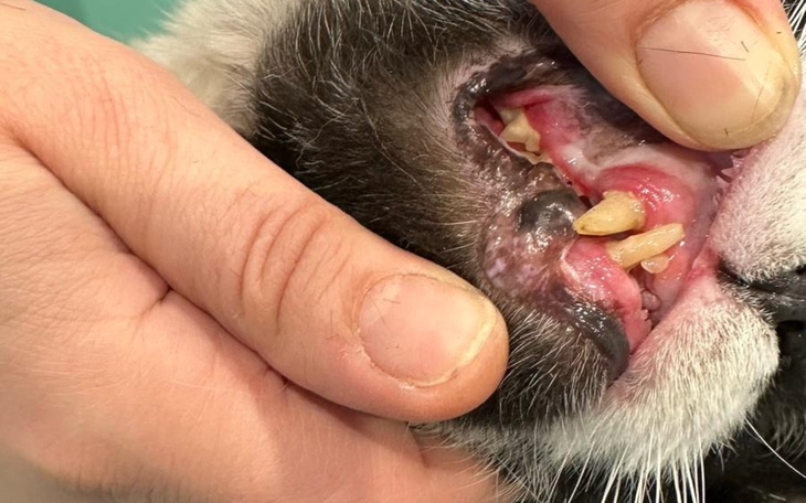 Osoba trzymająca kota, pokazująca jego zęby.