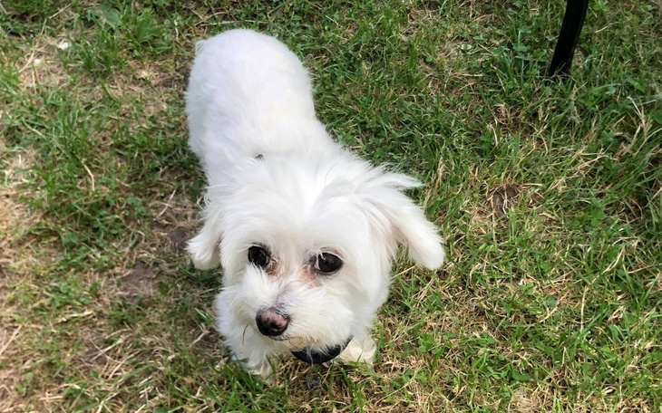 Zbiórka Pomóżmy Sisi - zdjęcie główne