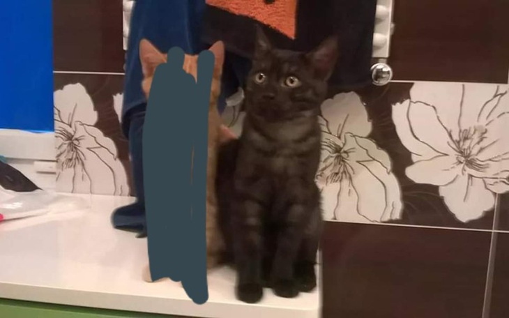 Zbiórka Operacje oka i żuchwy kotki - zdjęcie główne