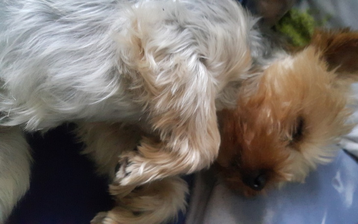 Zbiórka Życie Saksa w waszych rękach - zdjęcie główne