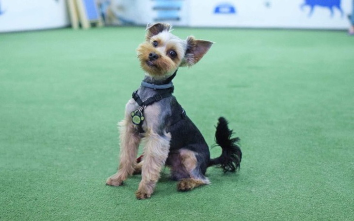 Zbiórka Zbieramy na dwie operacje Niko - zdjęcie główne