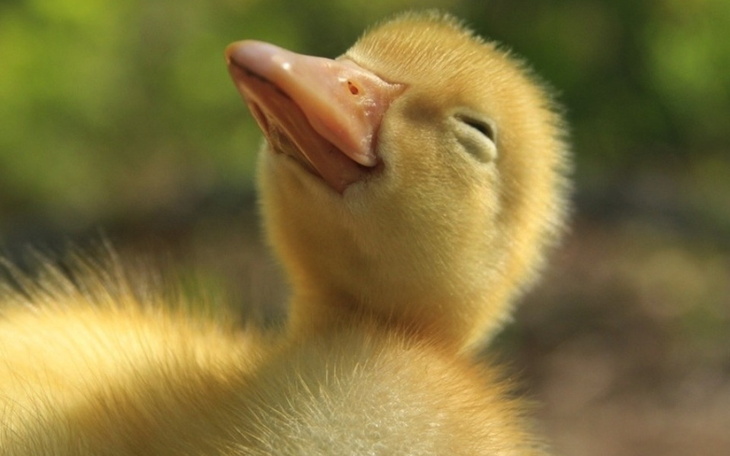 Zbiórka Zbieramy na biedne kaczuszki - zdjęcie główne
