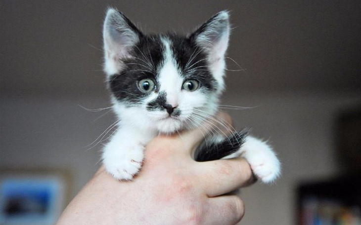 Zbiórka Ratunku! Koci baby boom - zdjęcie główne