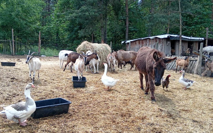 Zbiórka Brakuje siana ,pomocy - zdjęcie główne