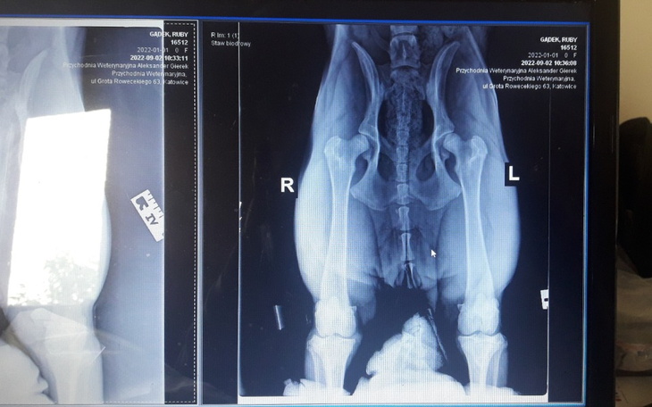 Zbiórka Operacja nóżek pieska - zdjęcie główne