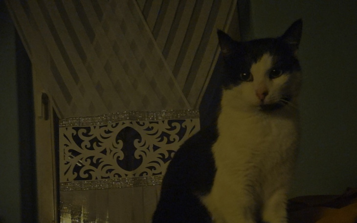 Zbiórka Pilna operacja dla Kituszki - zdjęcie główne