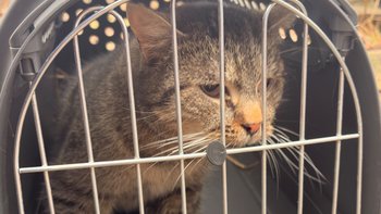 Zbiórka Pomoc dla kotów z Gryfic - miniaturka zdjęcia