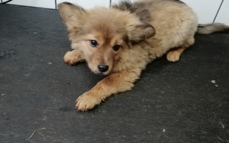 Zbiórka Pomoc dla Misia po lepsze życie - zdjęcie główne