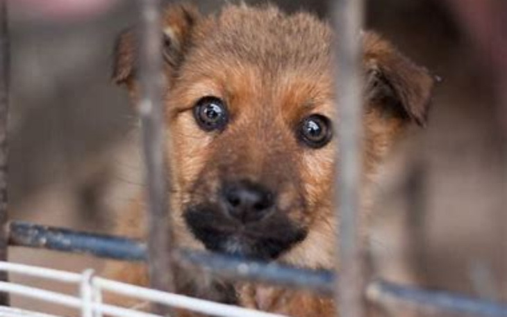 Zbiórka Na karme dla psów w schronisku - zdjęcie główne