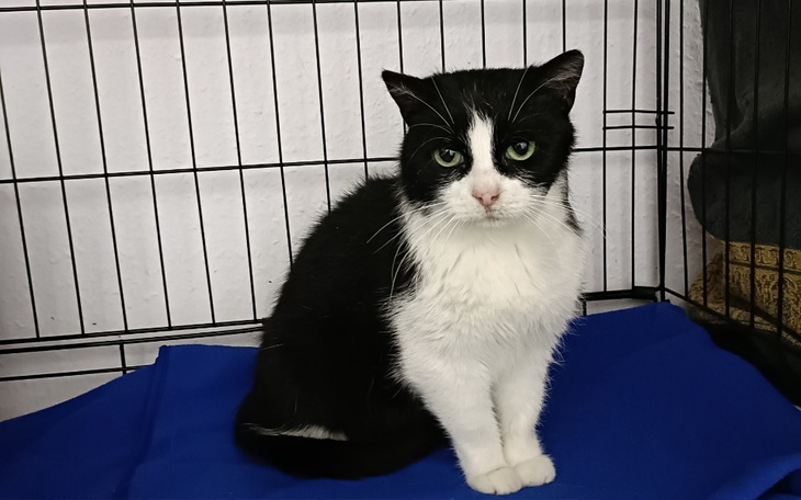 Zbiórka Chcemy zawalczyć o Bonię - zdjęcie główne