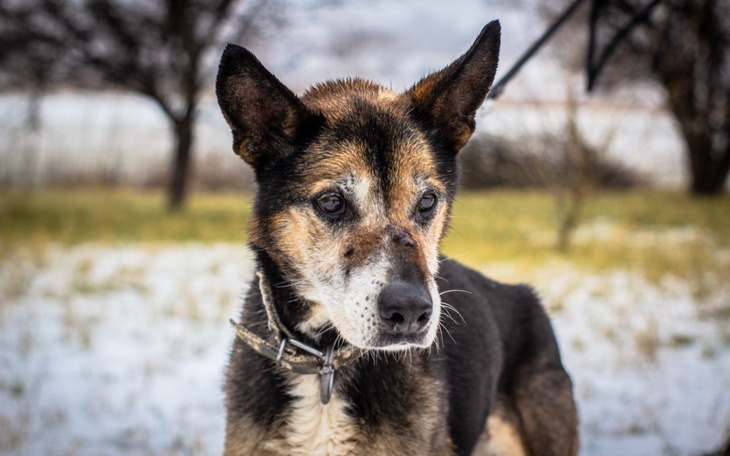 Zbiórka Trudne przypadki psów - pomoc - zdjęcie główne