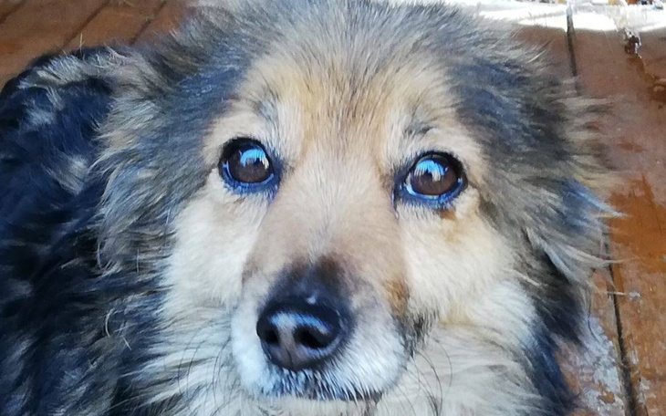 Zbiórka Teraz pies poczebuje odwaz pomoc - zdjęcie główne