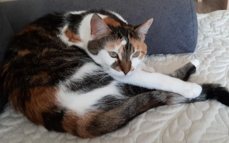 Kot leżący na kanapie, zrelaksowany i spokojny.