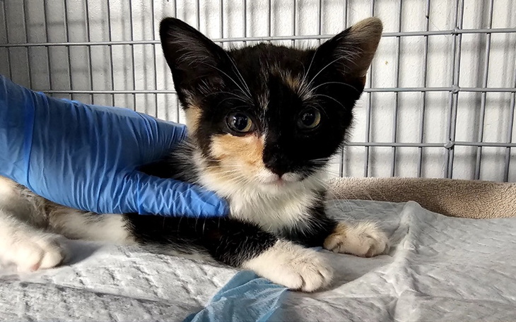 Zbiórka Rawka - zdjęcie główne