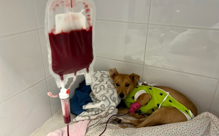 Zbiórka Amputacja łapki, widmo nowotworu - zdjęcie główne