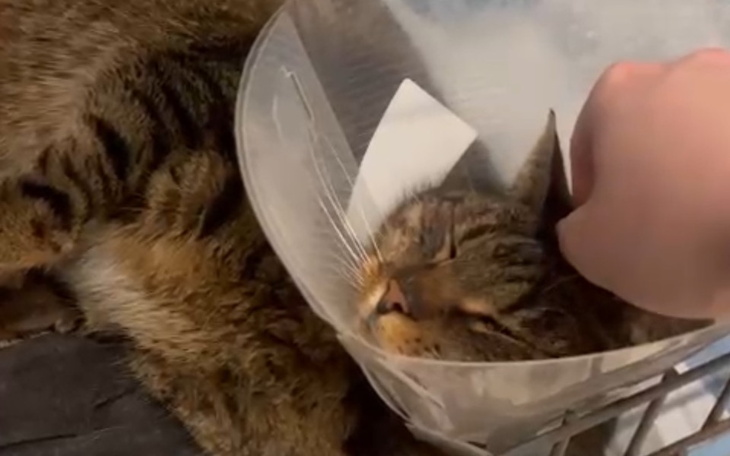 Kot w kołnierzu ochronnym, relaksujący się podczas głaskania.