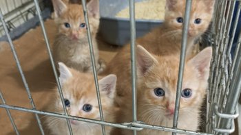 Zbiórka Ruda rozpacz - miniaturka zdjęcia