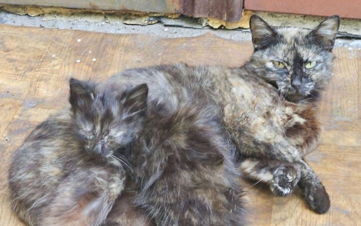 Zbiórka ratujemy kociom rodzine z ulicy - zdjęcie główne