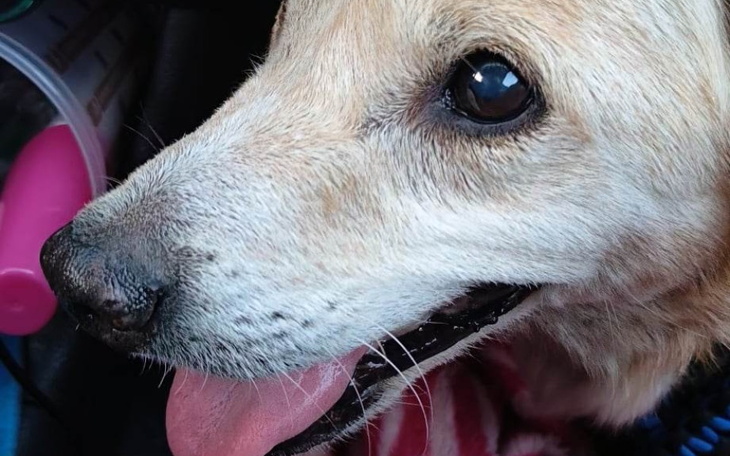 Zbiórka Staruszek biedactwo z nowotworem - zdjęcie główne