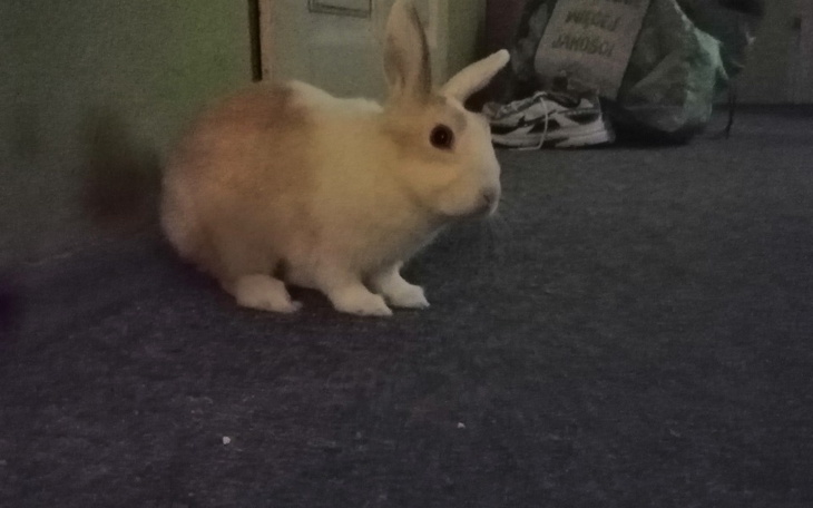 Zbiórka Ratujmy królisia - zdjęcie główne