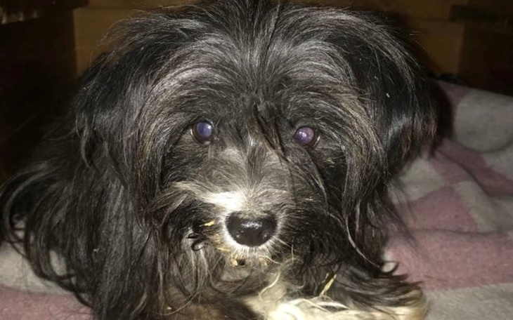 Zbiórka Na łapki Kruszynki - zdjęcie główne