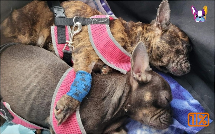 Zbiórka Pomóż nowym Załogantom - zdjęcie główne