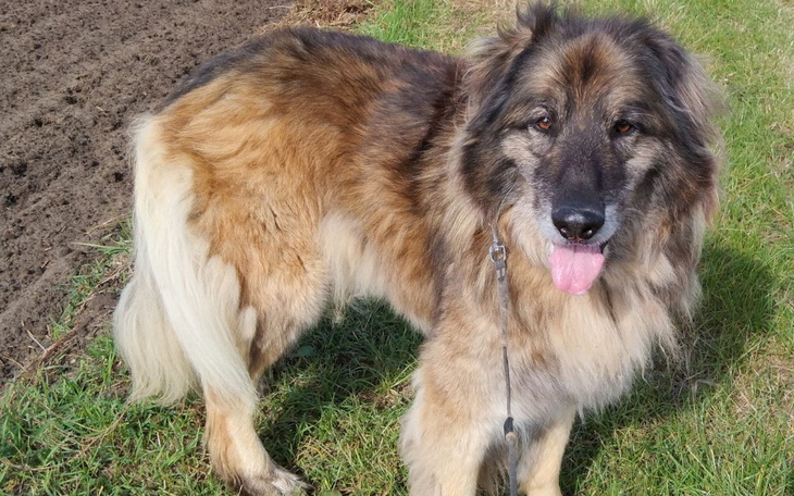 Zbiórka Hotelik dla Leona do opłacenia - zdjęcie główne