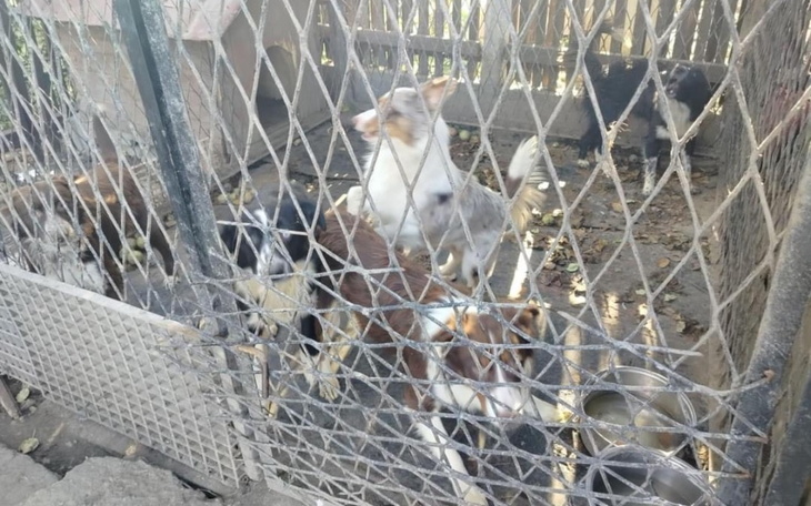 Grupa psów w klatce, czekających na pomoc.