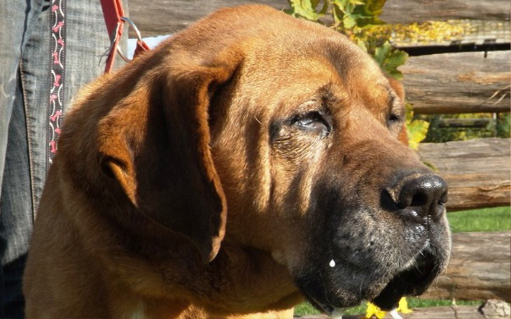 Zbiórka Antoni i jego ostatnia droga... - zdjęcie główne