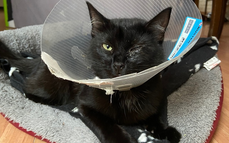 Zbiórka Leczenie oka Pusi - zdjęcie główne