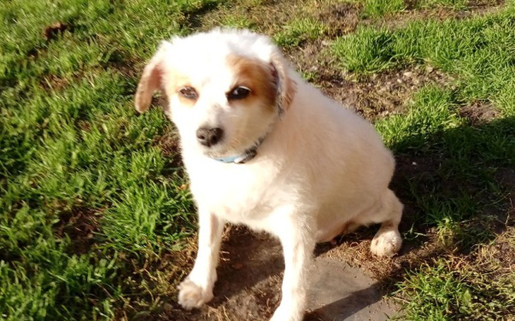 Zbiórka Psy z Busko Zdroju- Muszka - zdjęcie główne