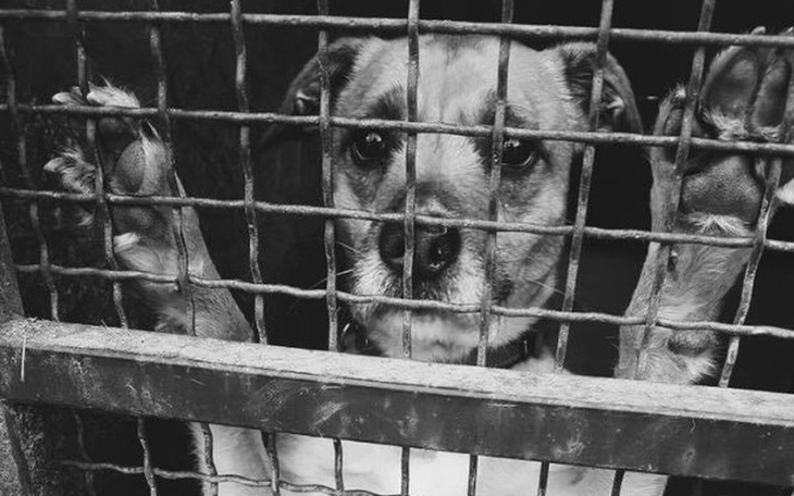 Zbiórka Oleśnickie BIDY - budowa azylu - zdjęcie główne