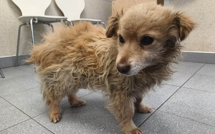 Zbiórka Dropsik i walka o życie - zdjęcie główne