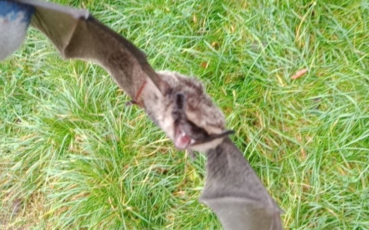 Zbiórka Pomoc nietoperz - zdjęcie główne