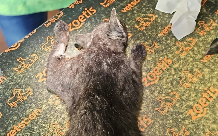 Zbiórka Sponiewierana życiem Amira - zdjęcie główne