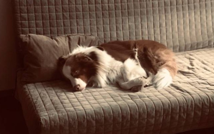 Zbiórka Na przeprowadzkę z psem - zdjęcie główne