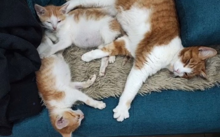 Rodzina kotów śpiących razem na kanapie.
