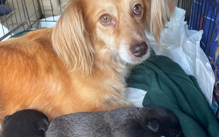 Zbiórka Szansa dla suni ze szczeniakami - zdjęcie główne