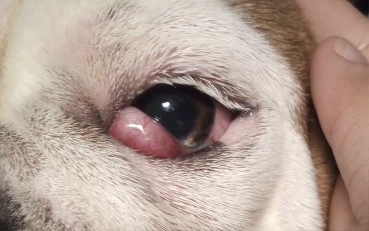 Zbiórka Pomoc dla buldożka uratujmy oko - zdjęcie główne