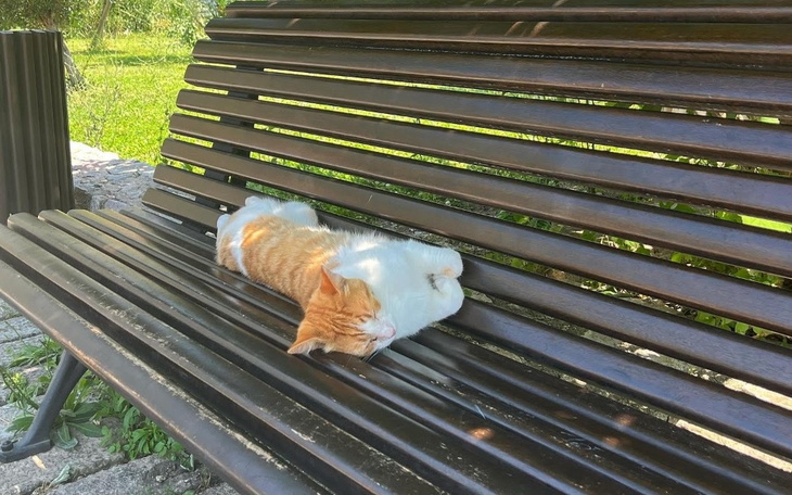 Zbiórka Zbiórka na rzecz Kotor Kitties - zdjęcie główne