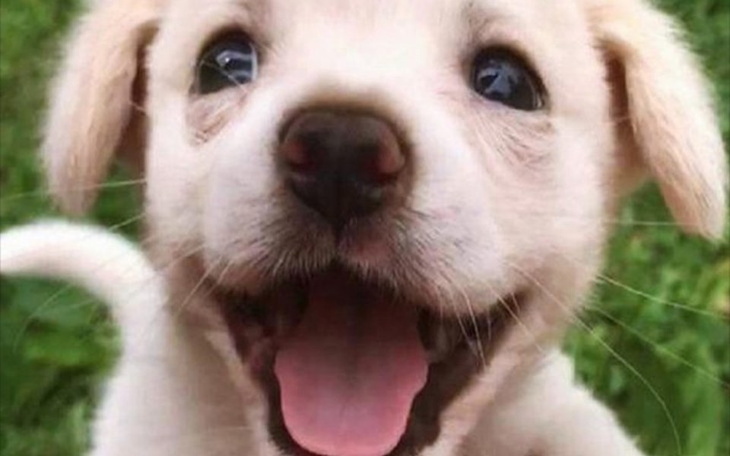 Zbiórka Na karmę dla psów ze schroniskaa - zdjęcie główne