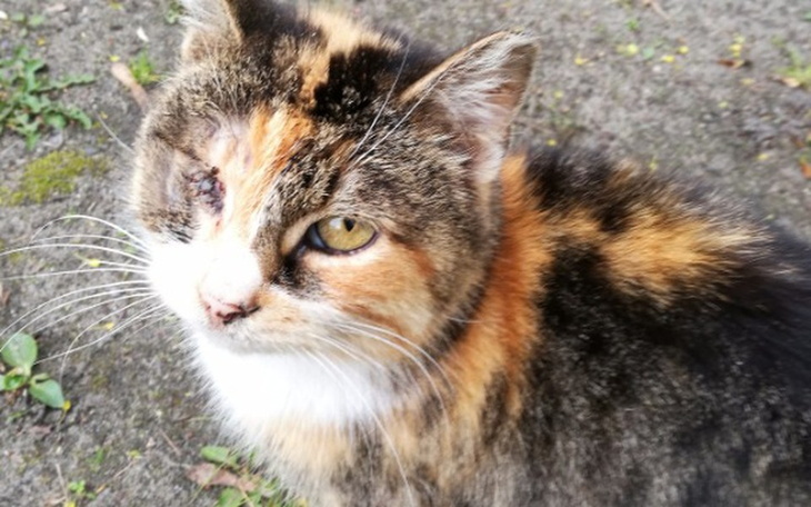 Zbiórka Jednooka kotka potrzebuje pomocy - zdjęcie główne