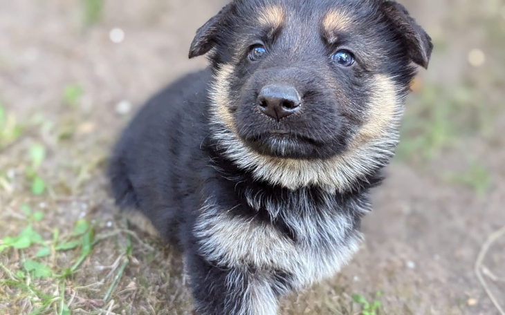 Zbiórka Na ratunek Łapki - zdjęcie główne