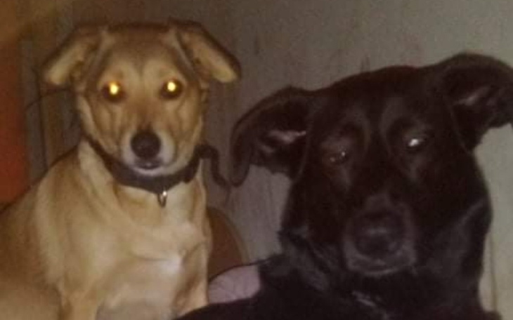 Zbiórka Na opłatę za schronisko dla zwie - zdjęcie główne