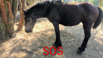 Zbiórka Gracja - miniaturka zdjęcia