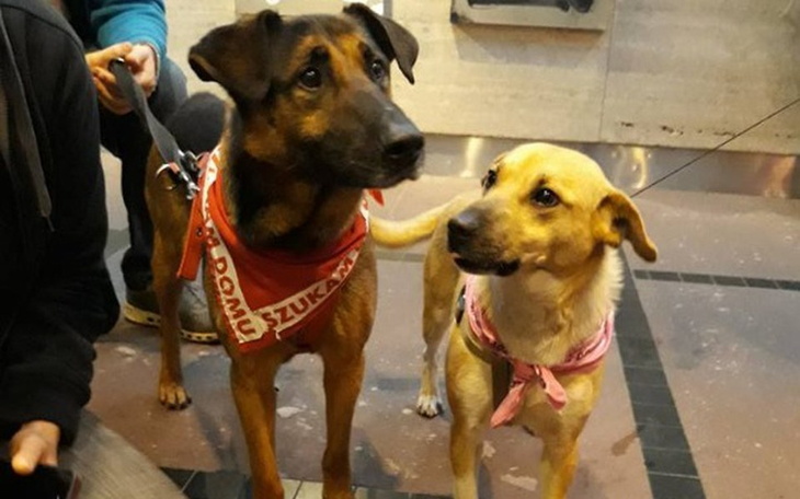 Zbiórka Bezdomniaki z długami - wsparcie - zdjęcie główne