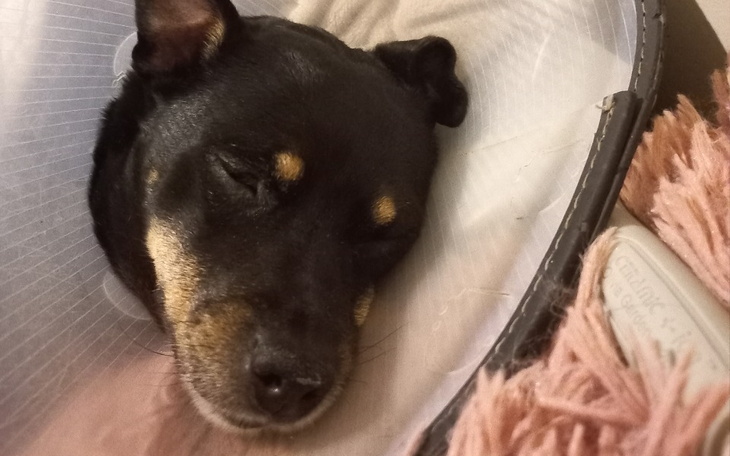 Zbiórka Walka z nowotworem u Tiny - zdjęcie główne